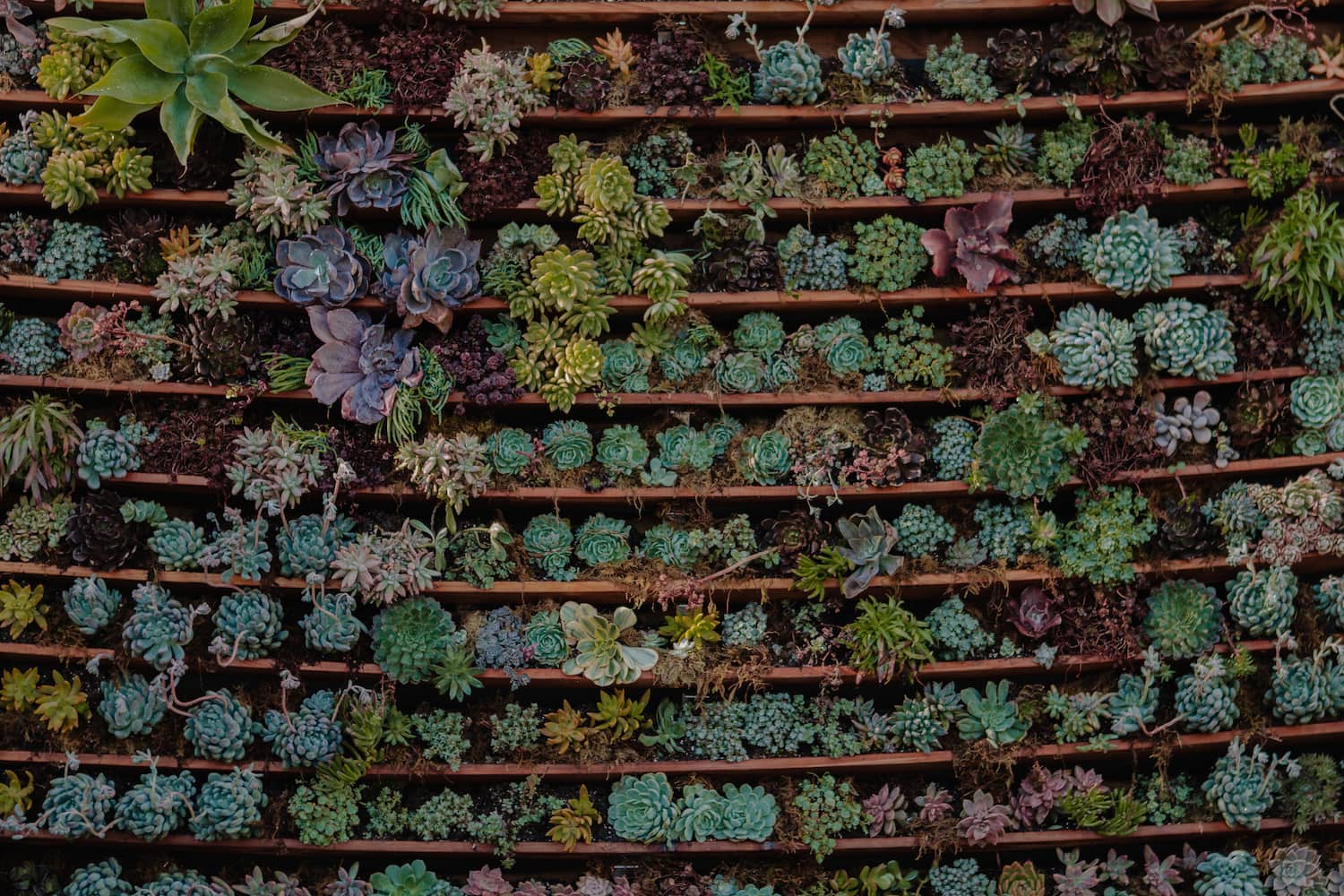 succulent wall, wedding backdrop