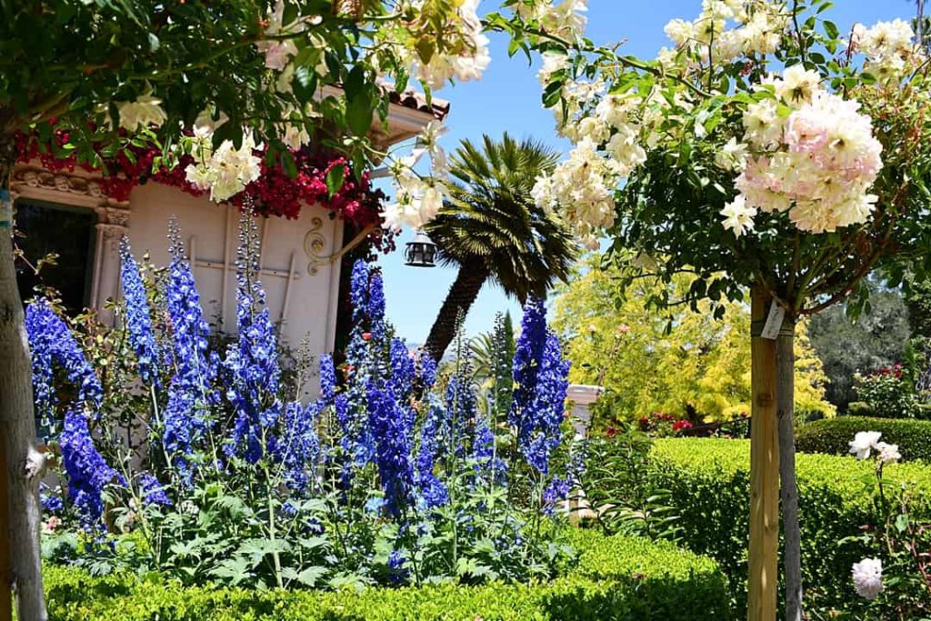 Beautiful gardens are part of the experience of visiting Hearst Castle.